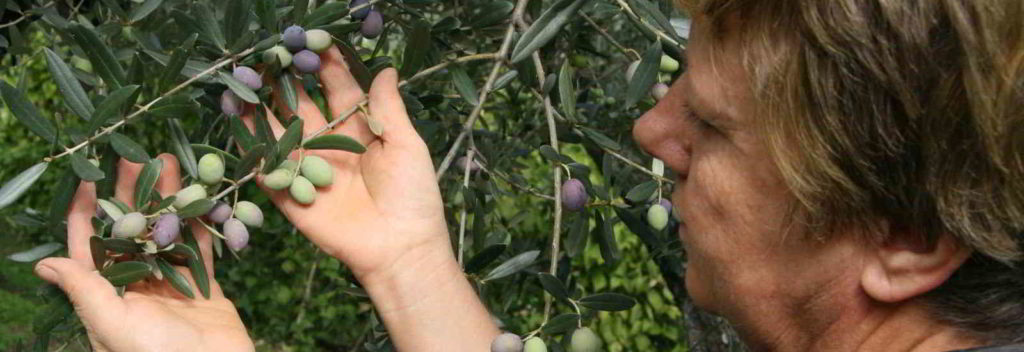 checking degree of olives ripeness